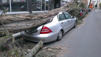 a parked car that has been crushed by a fallen tree limb