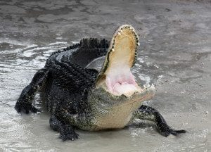 alligator